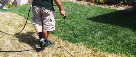 Get a Lush Green Lawn Instantly: Book Professional Lawn Painting Today